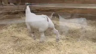 25003
