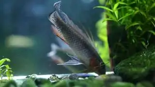 Apistogramma Elizabethae