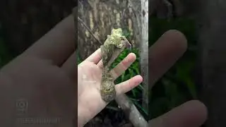 Uroplatus Henkeli I&rsquo;ve got growing out here! #animals #reptiles #geckos #uroplatus #nature