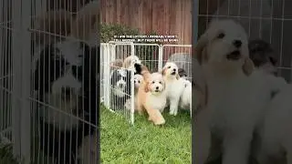 Adorable Bernedoodle babies 💞🐶 #puppyshorts #bernedoodle #bernedoodlepuppy