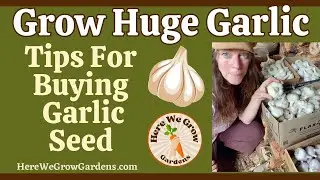Buying Garlic Seed Tips
