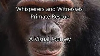 Whisperers and Witnesses, Primate Rescue, A Visual Journey