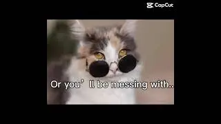 The Cat Gang #like #follow #subscribe