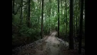 walking in the woods after working at a coal mine for 12 hours type beat