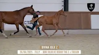 NR 23 - DIVINA JOLIE Z (Don Julio de Regor T40 Z x Toulon)