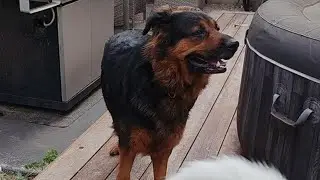 Going into a Multi Dog Home for the First Time with Allegedly Aggressive Dogs
