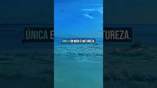 Top 7 Praias para Surf no Brasil