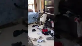 When you can't find a second sock || Aw Pets