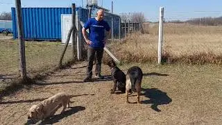 Német vizsla szocializáció kutyakiképzés