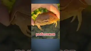 Самый преданный муж в мире: невероятная история краба-защитника!