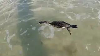 Double-crested cormorant swimming in Atlantic ocean