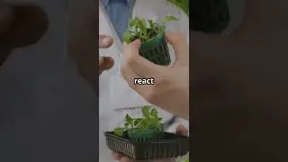 This Plant SCREAMS When You Cut It! 🌱😱 #shockingscience #plantconsciousness #biology #weirdnature