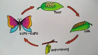 Cara menggambar perkembangbiakan kupu kupu || Cara menggambar daur hidup kupu kupu