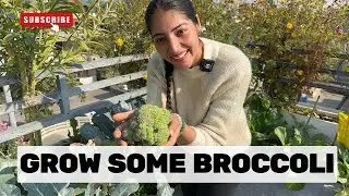 Grow Broccoli at home in POTS in easy steps| What fertiliser do I give to get a good harvest ???