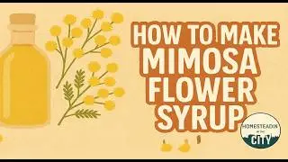 How To Make Mimosa Flower Syrup