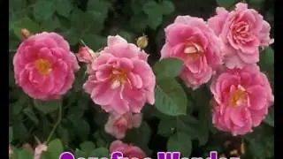 Top 10 Rose Varieties