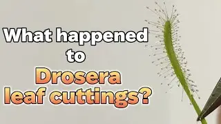 Timelapse Plant Drosera Capensis in Growth 