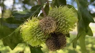 Turkey oak - acorns / fruit - August 2023