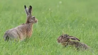 Le bouquinage du lièvre