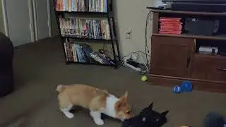 Corgi vs. Batman!