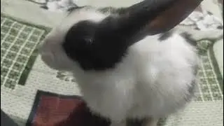 How do rabbits keep themselves clean? #🐇🐇#rabbit i
