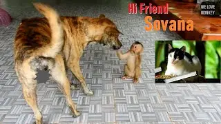 Baby Monkey Sovana Wants to Be Friend With Dog And Cat Why She Doesn't Want to Be A Friend of Monkey