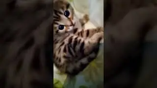 Отправить