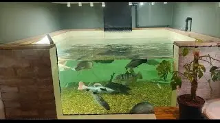 upgrade's on the indoor predator pond & what's to come 🫣 #pike #aquarium #build