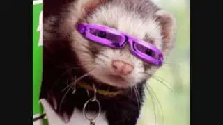 Oscar ferret.