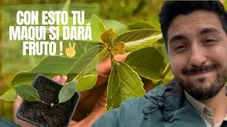 TODO sobre el MAQUI: PROPAGACIÓN, Como SIEMPRE tener FRUTOS 🫐