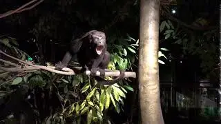 Milwaukee Public Museum's howler monkey