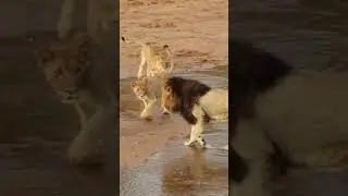 Watch as Huge Male Lion Teaches His Cubs a Lesson. #lion #wildlife #cub #ytshorts #nature #trending