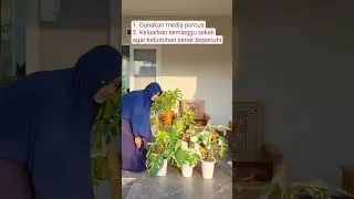 Cara merawat tanaman indoor