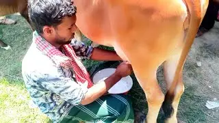 হরজতপুরহাটে গাভির দুধদুহনকরে বিক্রি করা হচ্ছে, ৩লাখথেকে৮০ হাজার টাকায় গাভিগরুকিনুন হরজতপুত হাটথেকে।