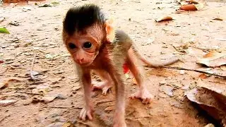 Baby Tobais Left and walked a bit far away from Mom
