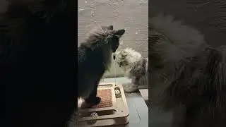 Клепа и Виола,  #cat #mainecoon #funnycats