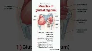 Muscles of gluteal region | #viralvideo #glutealregionmuscles #gluteus #quadratus #anatomy
