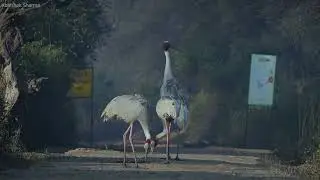 SARUS CRANES FEEDING ||