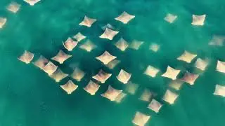 Horde of Stingrays Swim Near the Hamptons