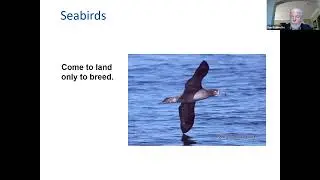Celebrating World Seabird Day on California's Central Coast