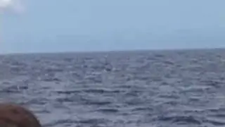 The Maui Whale Experience