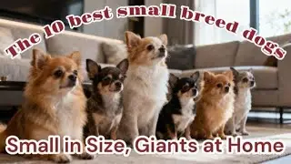 The 10 best small breed dogs