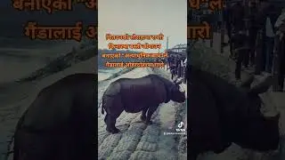 Rhino climbing the rocks in Chitwan #chitwan #rhino #chitwannationalpark