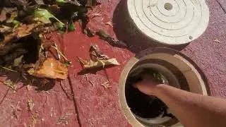 Leaves blocking water intake from pool to pump 