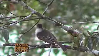 Ju&iacute; (Puerto Rican Flycatcher, Myiarchus antillarum) ENDEMICA de Puerto Rico