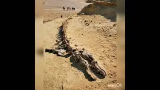 Fossil of 37 million  years old whale skeleton found in Wadi Al Hitan , Egyptian desert