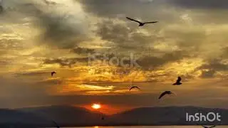 #sea gulls sound video#yt,#yt shorts,#yt motivation speech,#nature video,#mrs.subscriber6891sp