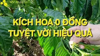 Kích hoa cà phê 0 đồng siêu hiệu quả, trổ đều. MV Nhân Trí