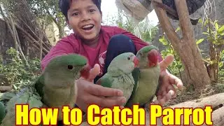How to catch parrots || Tota pakadne Ka Tarika || Parrot Rescue and Releasing ||