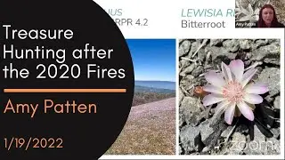 Treasure Hunting after the 2020 Fires, a talk by Amy Patten